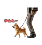 リアル柴犬ミーム（個別スタンプ：32）