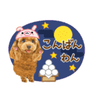 かわいい犬たち❤️よく使う秋❤︎プードル（個別スタンプ：26）