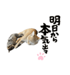 あまふあスタンプ（個別スタンプ：15）