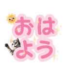 アメリカンショートヘアスタンププラス（個別スタンプ：1）