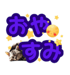 アメリカンショートヘアスタンププラス（個別スタンプ：3）