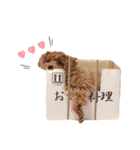 トイプードルわんズ（個別スタンプ：1）