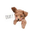 トイプードルわんズ（個別スタンプ：5）