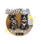 秋田犬 黒松（個別スタンプ：28）