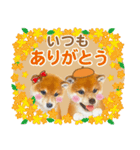 かわいい犬たち❤️よく使う秋❤︎しばけん（個別スタンプ：16）