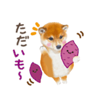 かわいい犬たち❤️よく使う秋❤︎しばけん（個別スタンプ：19）