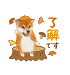 かわいい犬たち❤️よく使う秋❤︎しばけん（個別スタンプ：27）