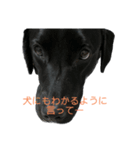 黒ラブ ベル②（個別スタンプ：2）
