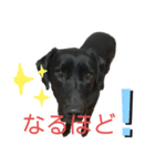 黒ラブ ベル②（個別スタンプ：5）