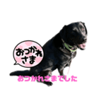 黒ラブ ベル②（個別スタンプ：6）