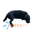 黒ラブ ベル②（個別スタンプ：7）