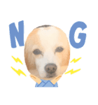 犬違いますわんこです 0（個別スタンプ：1）