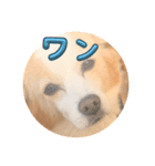 犬違いますわんこです 0（個別スタンプ：2）