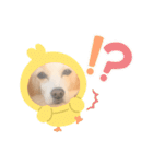犬違いますわんこです 0（個別スタンプ：3）
