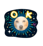 犬違いますわんこです 0（個別スタンプ：4）