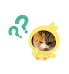 犬違いますわんこです 0（個別スタンプ：5）