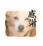 犬違いますわんこです 0（個別スタンプ：9）