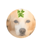 犬違いますわんこです 0（個別スタンプ：11）