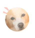 犬違いますわんこです 0（個別スタンプ：12）
