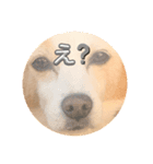 犬違いますわんこです 0（個別スタンプ：13）