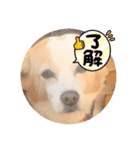 犬違いますわんこです 0（個別スタンプ：15）