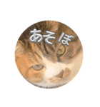 犬違いますわんこです 0（個別スタンプ：16）