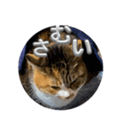 猫違います猫ちゃんです（個別スタンプ：1）