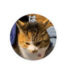 猫違います猫ちゃんです（個別スタンプ：2）