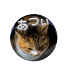 猫違います猫ちゃんです（個別スタンプ：3）