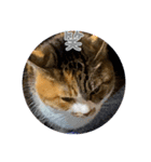 猫違います猫ちゃんです（個別スタンプ：4）