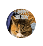 猫違います猫ちゃんです（個別スタンプ：5）