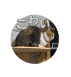 猫違います猫ちゃんです（個別スタンプ：6）