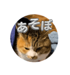 猫違います猫ちゃんです（個別スタンプ：7）
