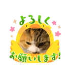 猫違います猫ちゃんです（個別スタンプ：9）