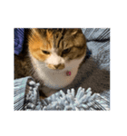 猫違います猫ちゃんです（個別スタンプ：11）
