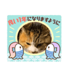 猫違います猫ちゃんです（個別スタンプ：12）