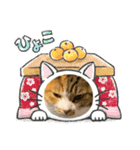 猫違います猫ちゃんです（個別スタンプ：13）