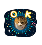 猫違います猫ちゃんです（個別スタンプ：15）
