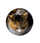 猫違います猫ちゃんです 1（個別スタンプ：1）