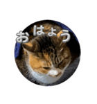 猫違います猫ちゃんです 1（個別スタンプ：2）