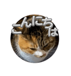 猫違います猫ちゃんです 1（個別スタンプ：3）