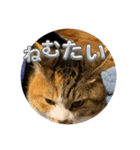 猫違います猫ちゃんです 1（個別スタンプ：4）