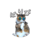 猫違います猫ちゃんです 1（個別スタンプ：5）