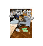 猫違います猫ちゃんです 1（個別スタンプ：6）