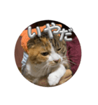 猫違います猫ちゃんです 1（個別スタンプ：7）
