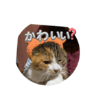 猫違います猫ちゃんです 1（個別スタンプ：8）