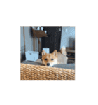 動く！柴犬千代志スタンプ（個別スタンプ：1）