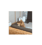 動く！柴犬千代志スタンプ（個別スタンプ：10）