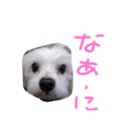 犬ミッキーのスタンプ（個別スタンプ：5）