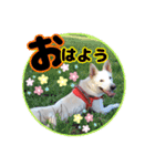 かわいこちゃん！すたんぴ（個別スタンプ：5）